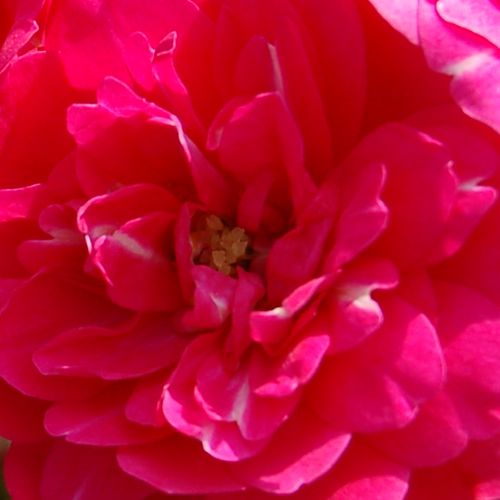 Online rózsa vásárlás - Rózsaszín - talajtakaró rózsa - nem illatos rózsa - Rosa Knirps® - W. Kordes & Sons - Ideális talajtakaró fajta, amely alkalmas dézsába ültetésre ill. függőkosarakba is.